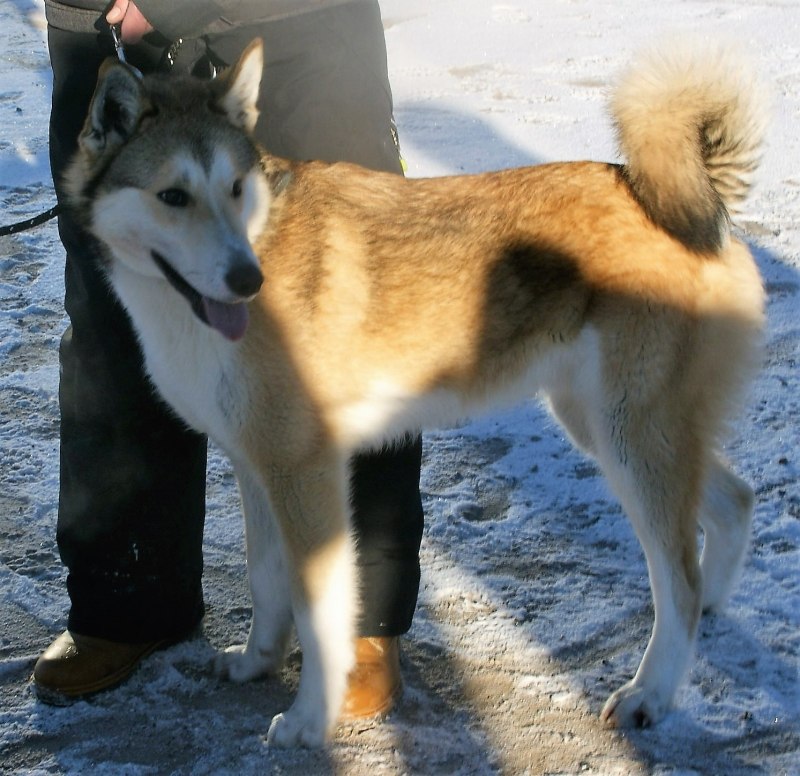 Собака лайка, в, Челнах