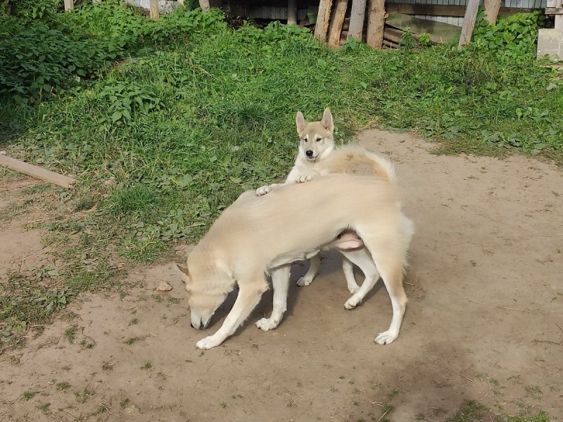 Лайка с закрученным хвостом