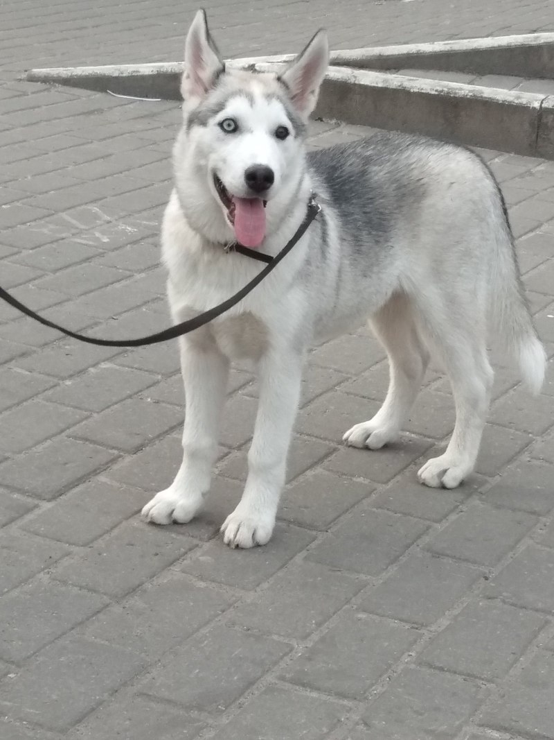 Собака балу