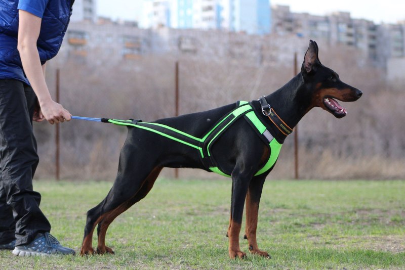 Шлейка для добермана