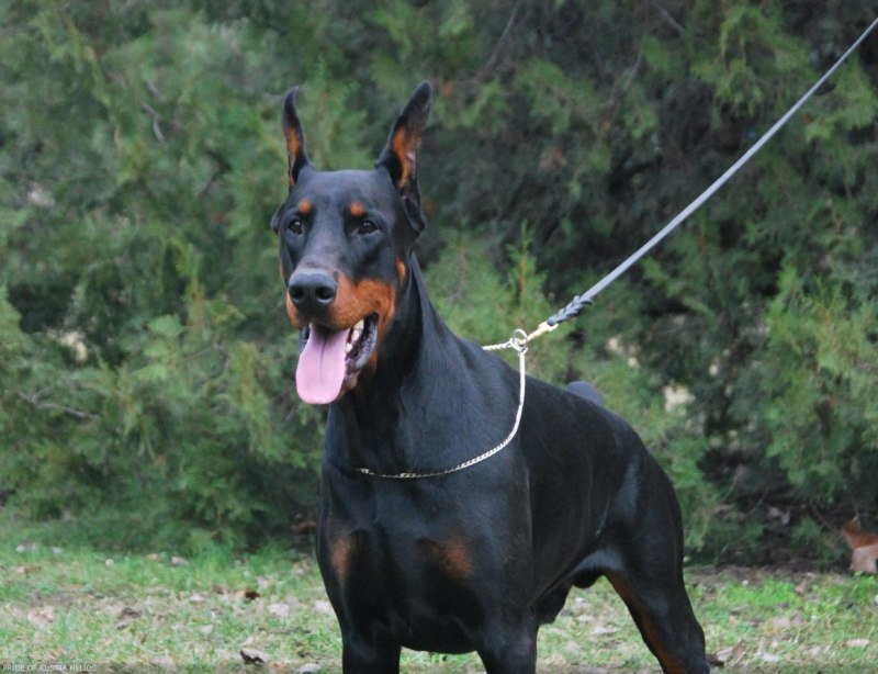 Pride of Russia Helios