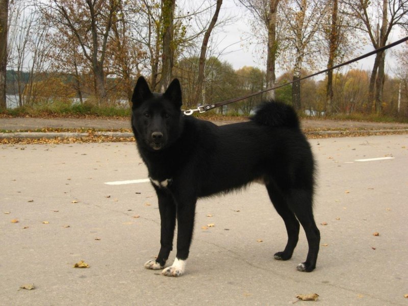 Черный щенок лосиной лайки