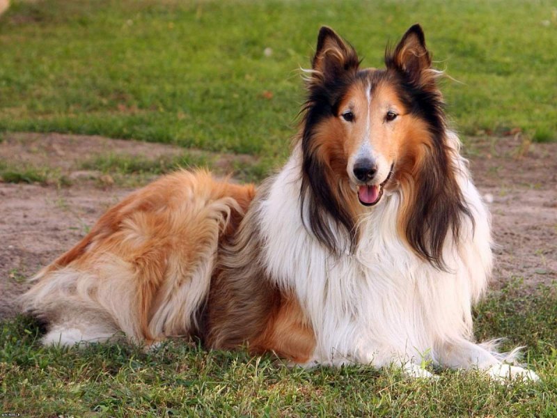 Королевский колли