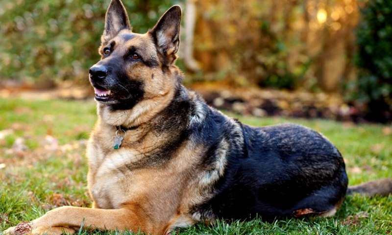 German Shepherd немецкая овчарка