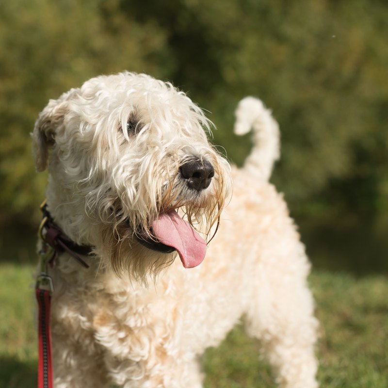Wheaten Terrier порода