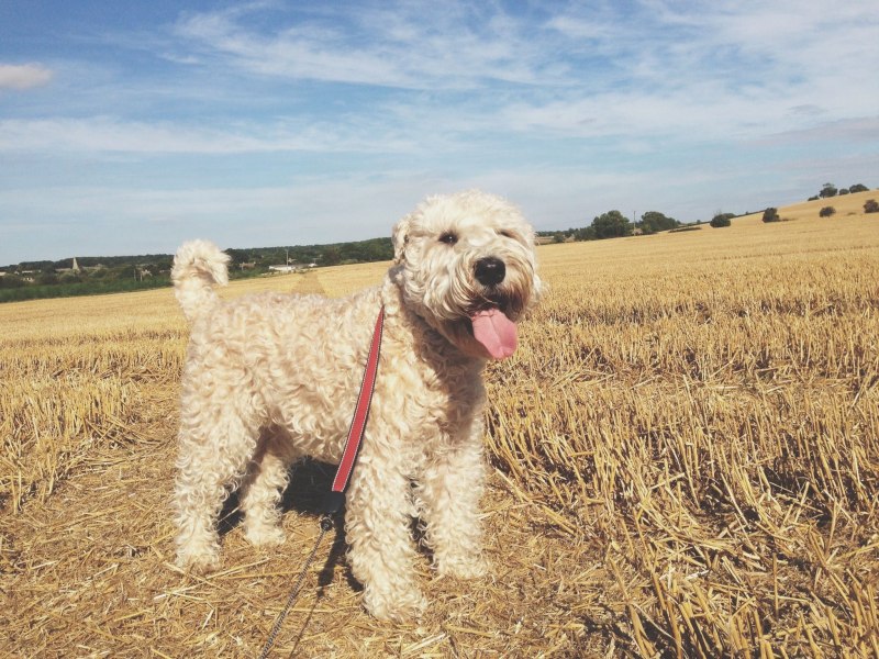 Порода собаки Soft-Coated Wheaten Terrier