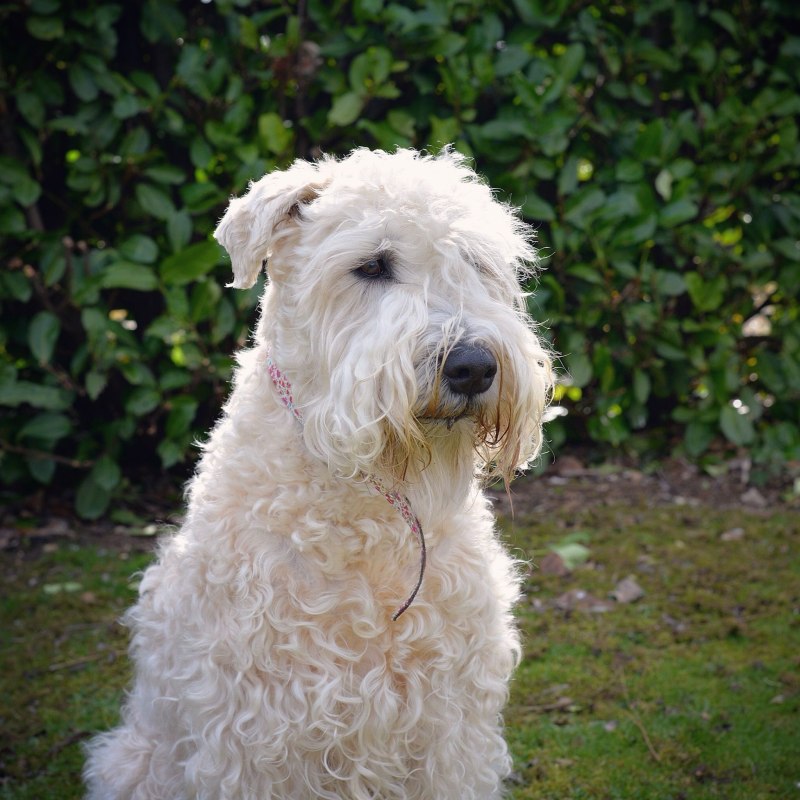 Irish Soft Coated Wheaten Terrier психология