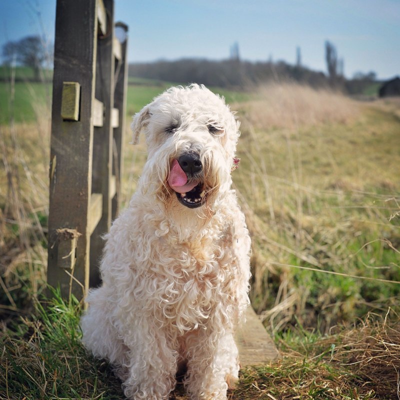 Wheaten Terrier порода