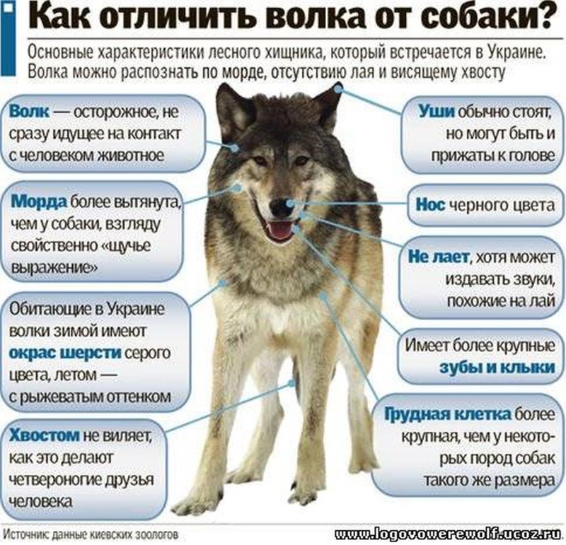 Отличие Волков от собак
