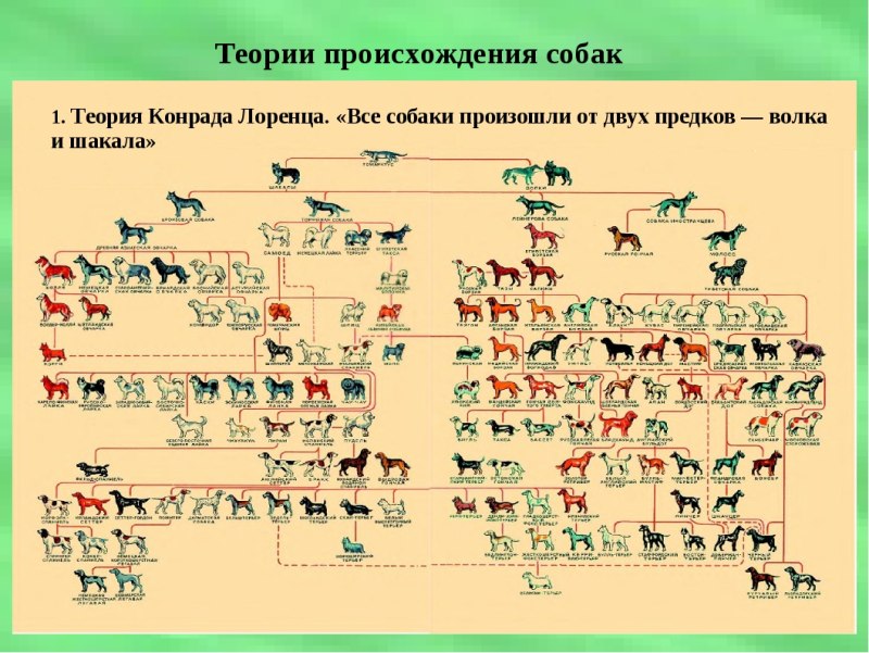 Происхождение собак. Классификация пород FCI