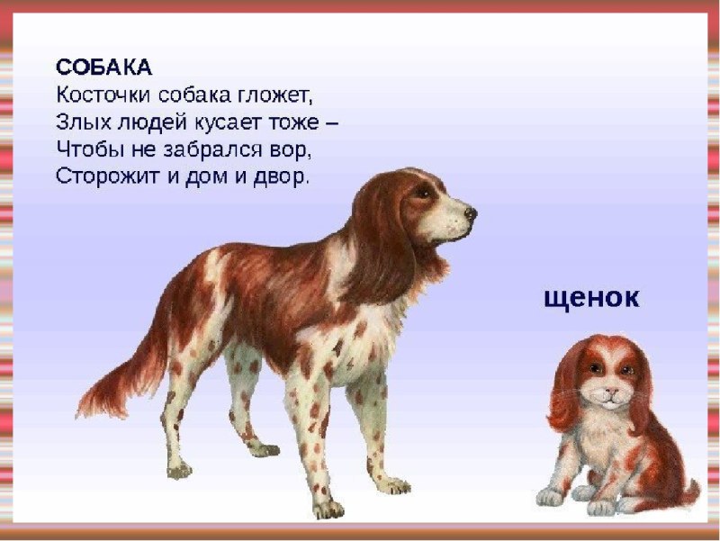 Картинки домашних животных с описанием