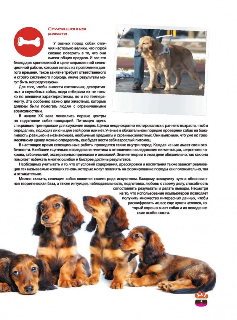 Развитие пород собак