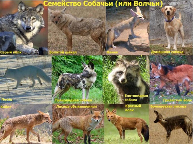 Отряд Хищные семейство собачьи