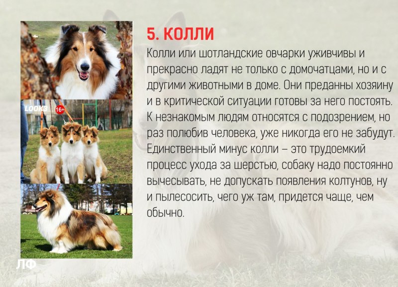 Самые преданные породы собак