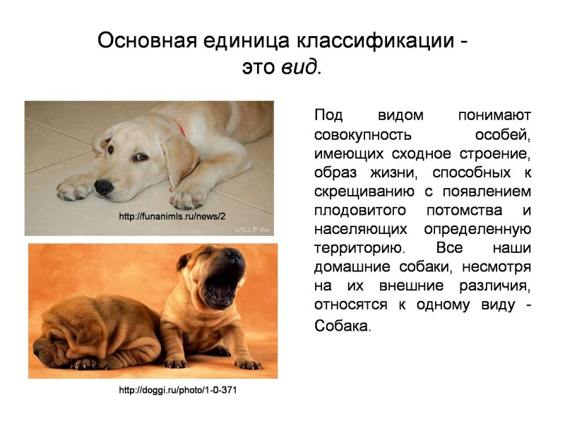 Классификация домашних собак
