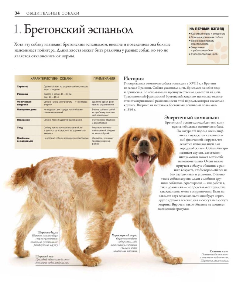 Книга все породы собак Дэвид Элдертон