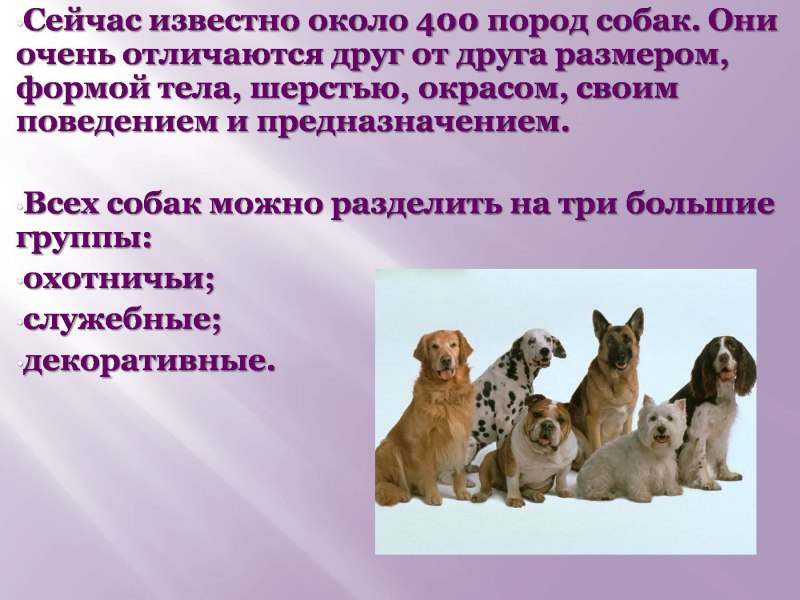 Презентация собаки