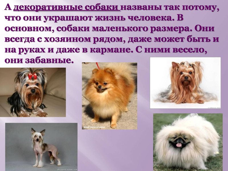 Презентация собаки