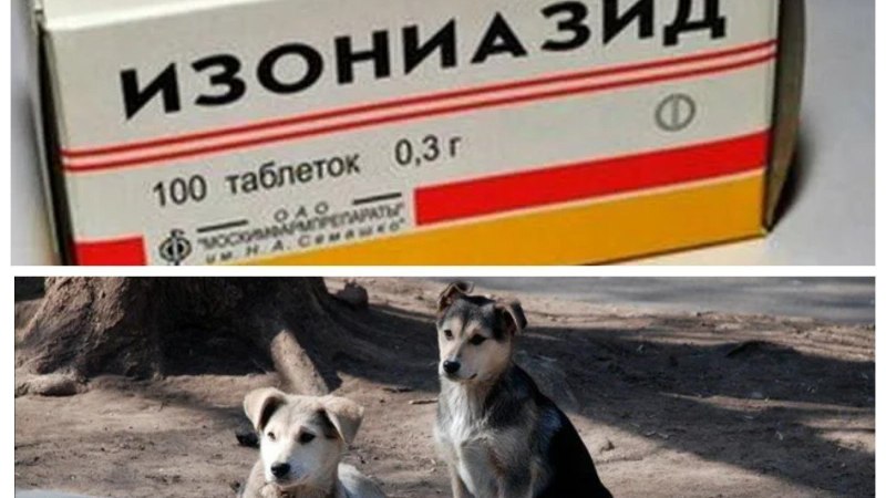 Изониазид таблетки для травли собак
