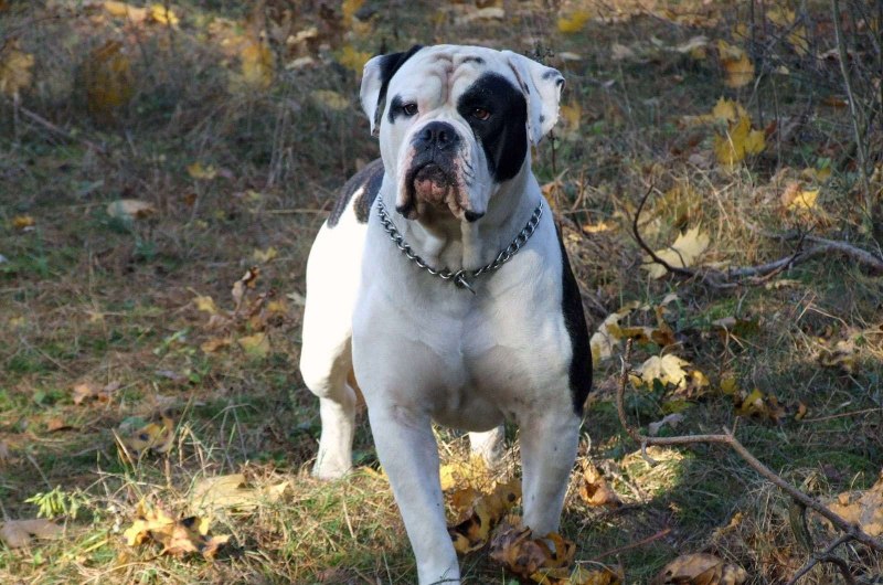 Alapaha Blue Blood Bulldog