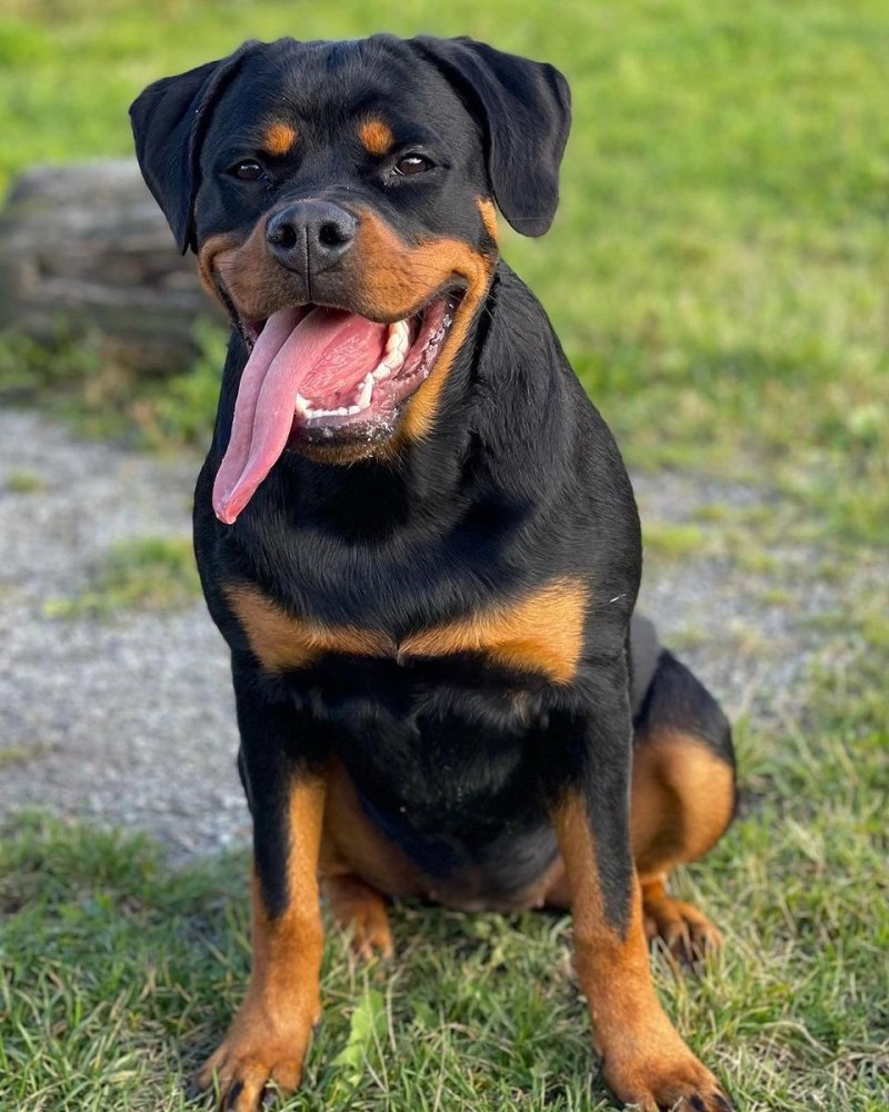 Giant Rottweiler