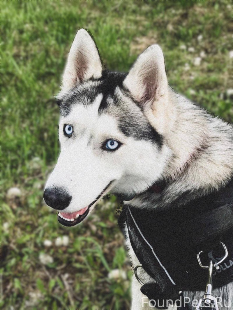 Саша haski