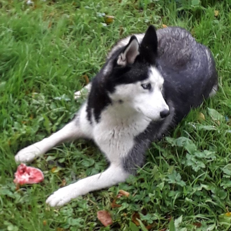 Huskygirl327 девочка с хаски