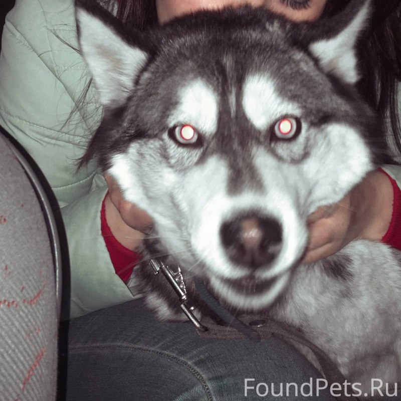 Красивая девушка с хаски