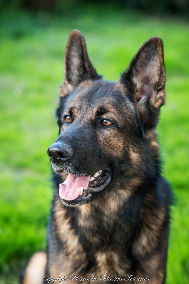 German Shepherd немецкая овчарка