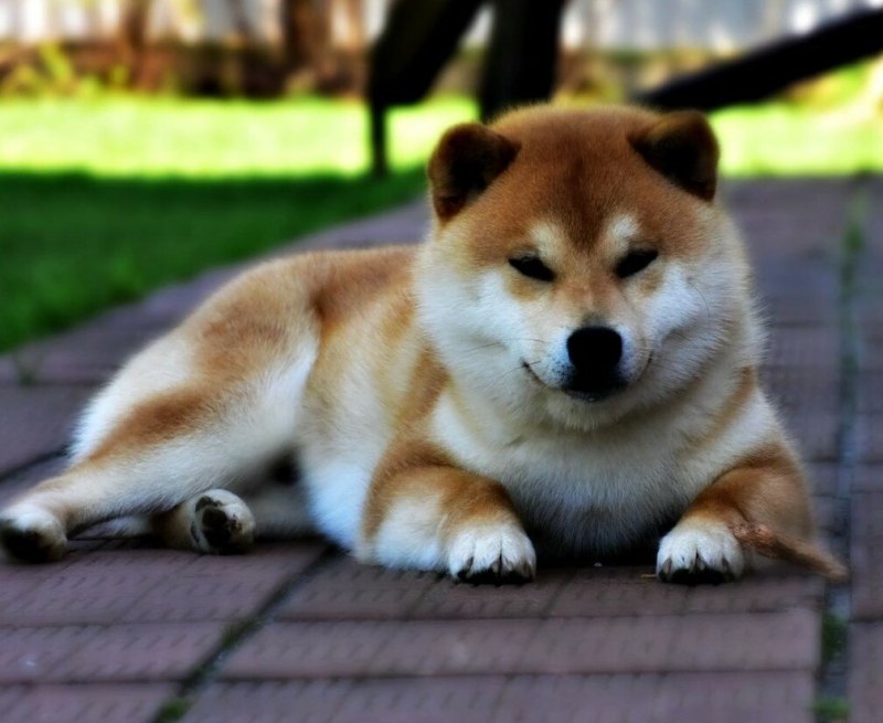 Шиба ину щенки