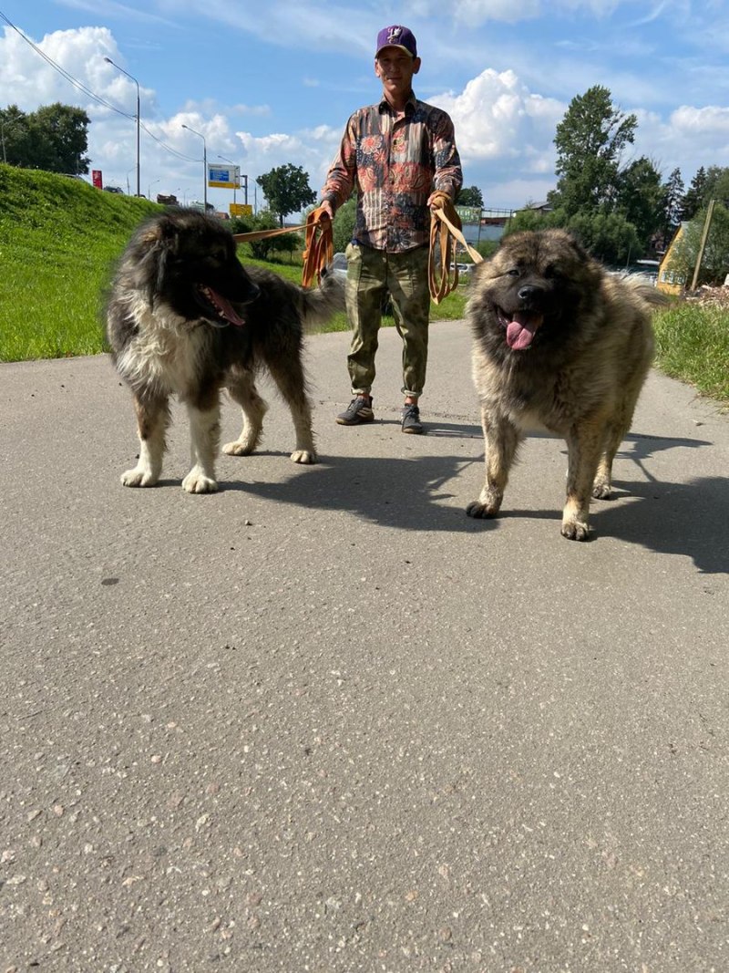 Алабай Невзорова