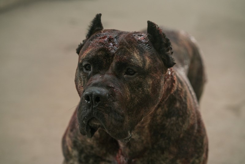 Тайсон сериал про собаку