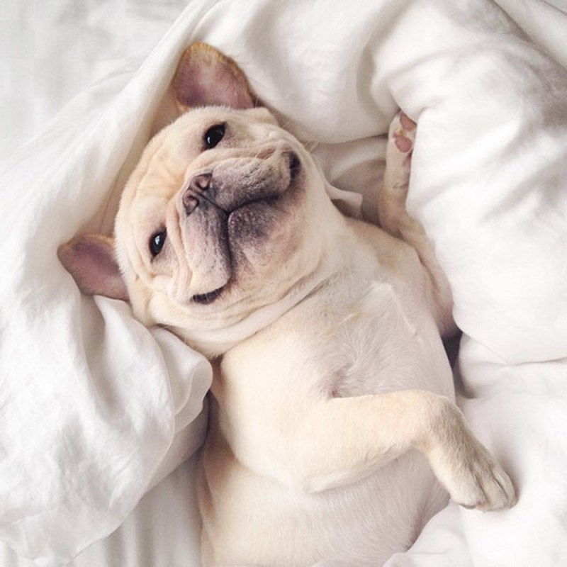 Французский бульдог / French Bulldog