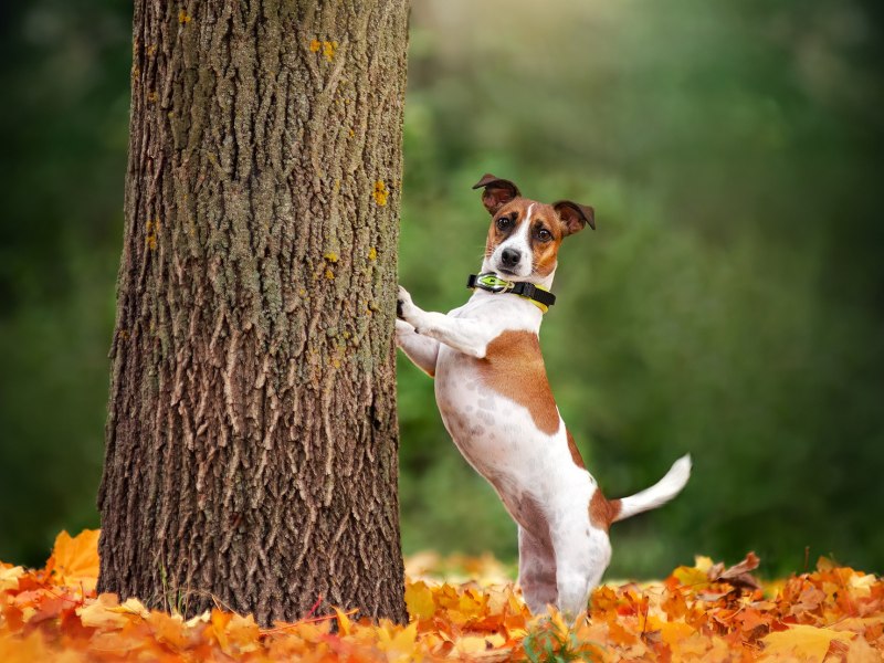 Бандана - Jack Russell