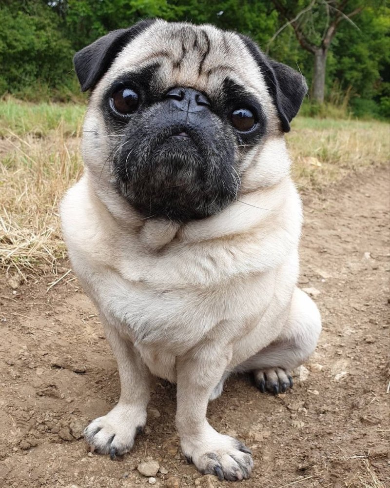 Pug Мопс