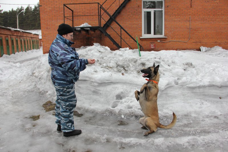 Собаки которые не дают
