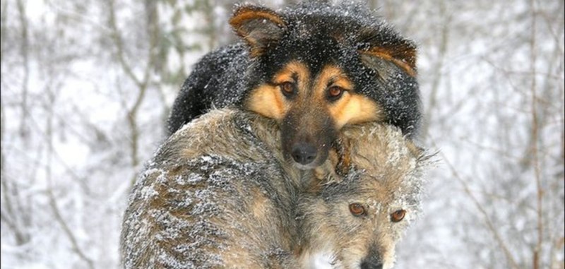Холод зима животные