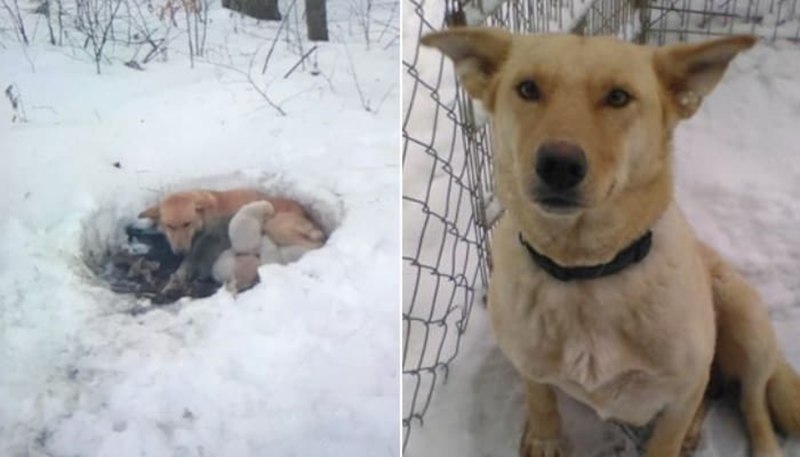 Собака в сугробе