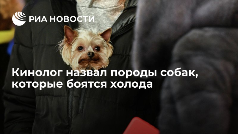 Маленькие собаки не боящиеся холода