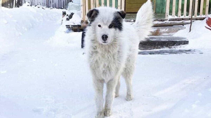 Собаку которая стоит 3000