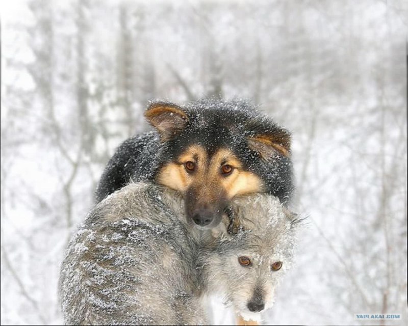 Холод собачий