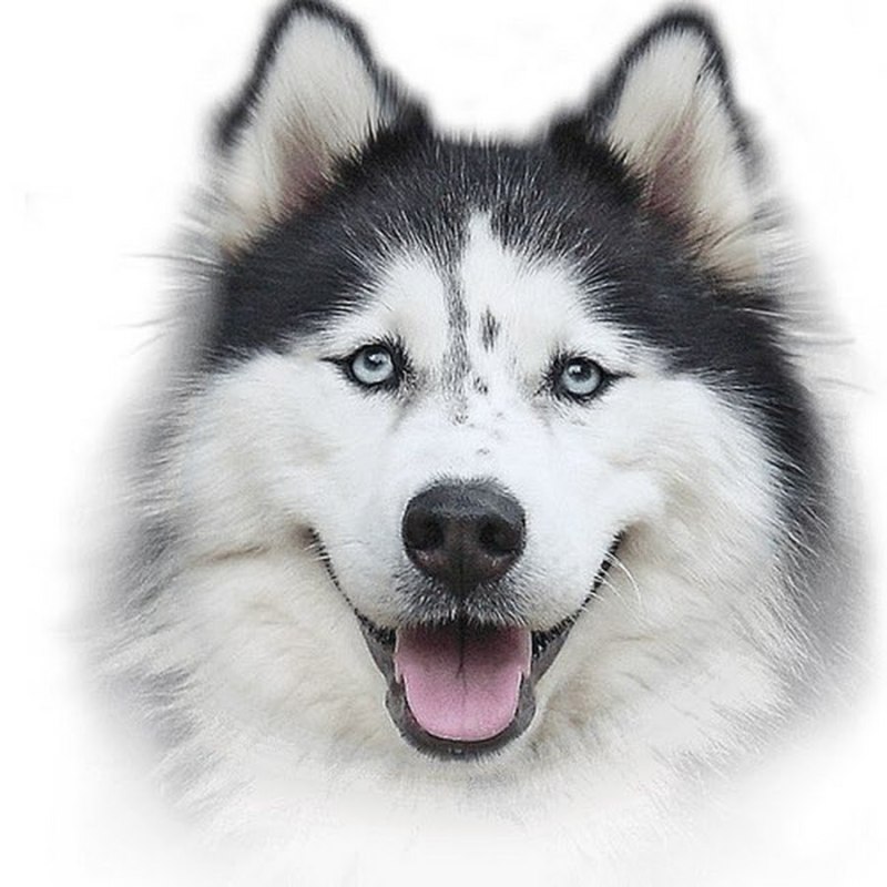 Собака хаски