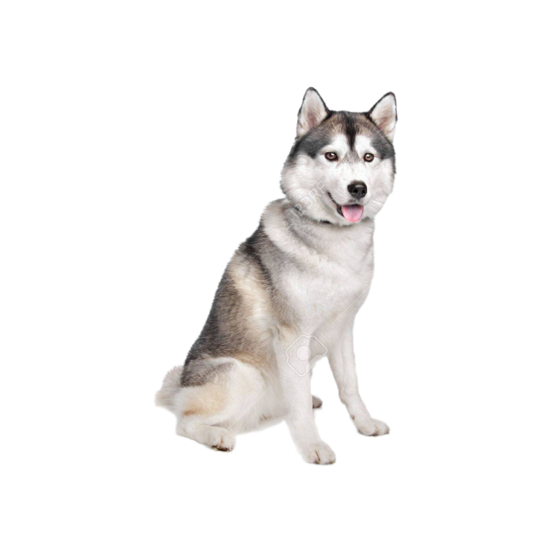 Сибирский хаски