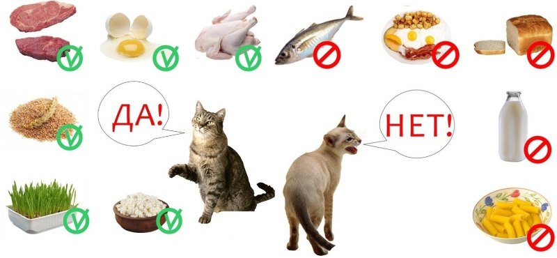 Кошка и продукты