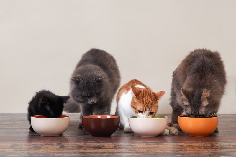 Корм для кошек