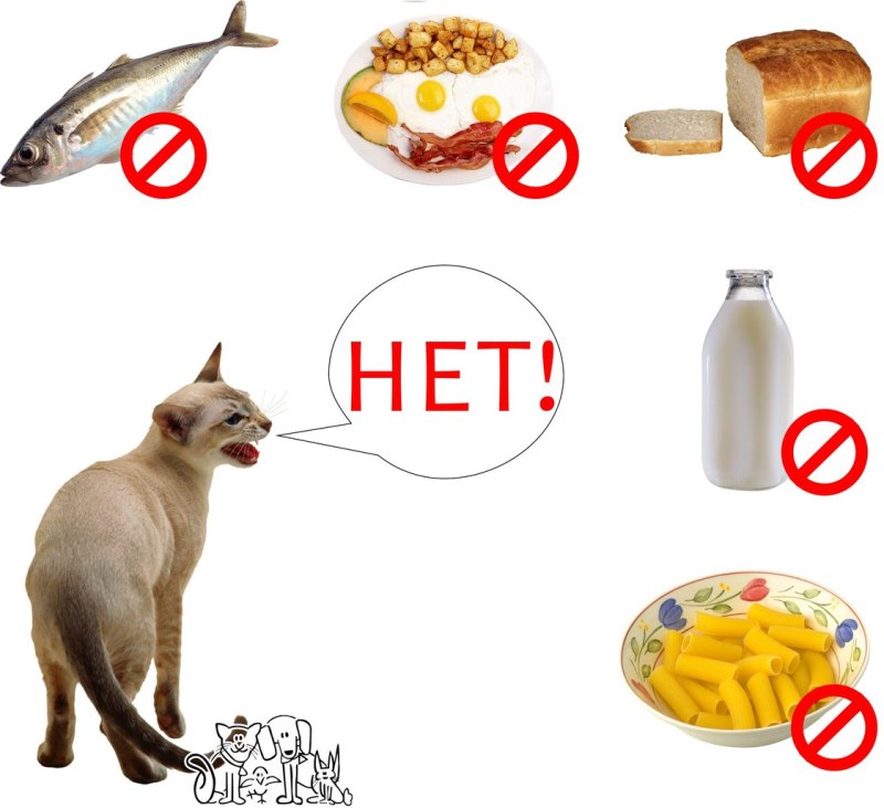 Продукты питания для кошки