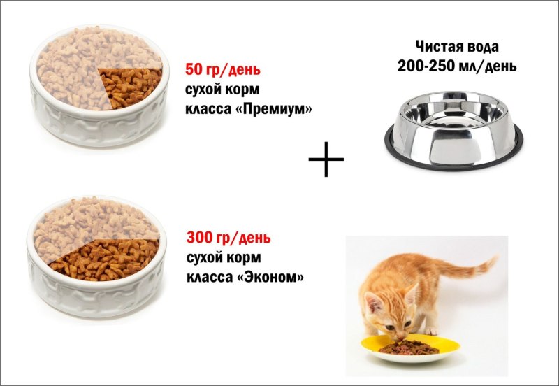 Порция сухого корма для кота