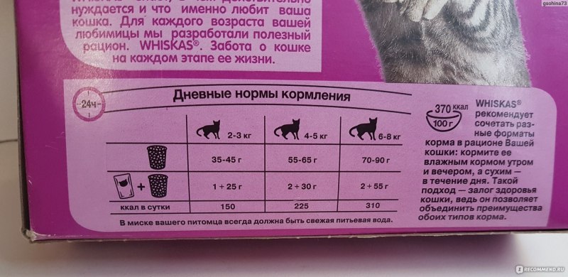 Норма влажного корма для кота
