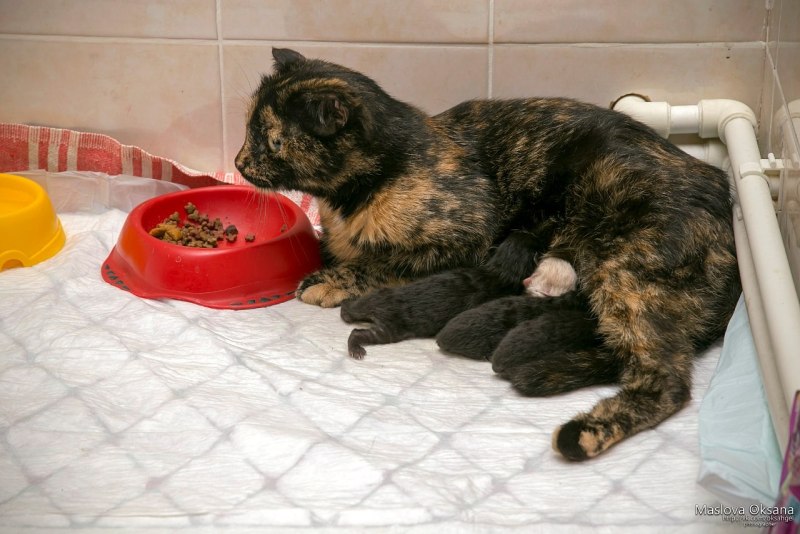 Беременная кошка рожает