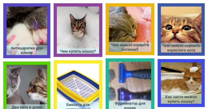 Основы ухода за кошками